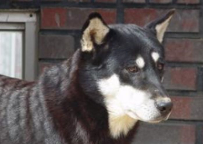 진돗개 네눈박이(블랙탄)