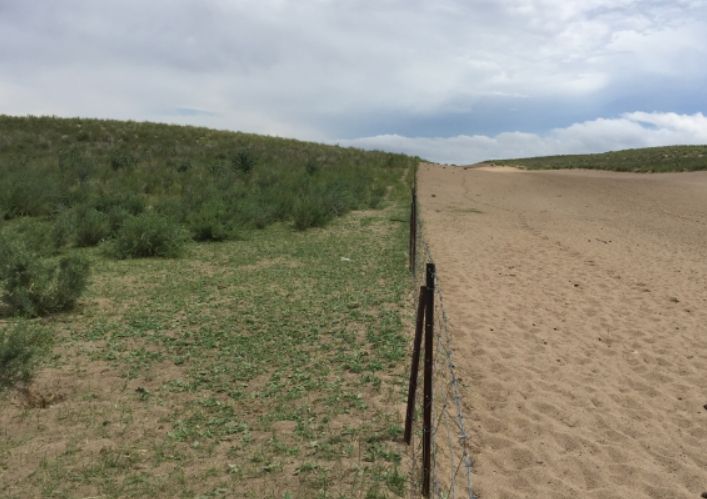 중국 내몽골자치구 후룬베이얼 사막화 방지 조림사업지_조림사업지 울타리 내외 비교
