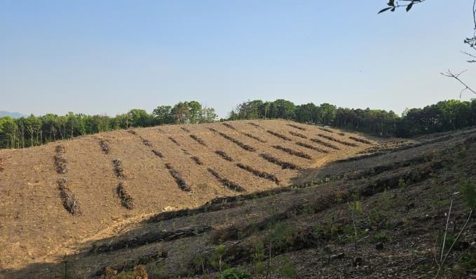 파주시, 2025년 큰나무 조림사업 완료…목표량 초과 달성
