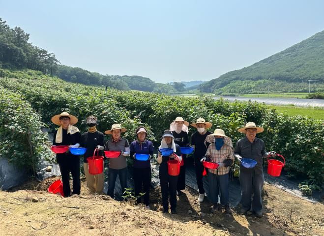 공음면 농촌일손돕기