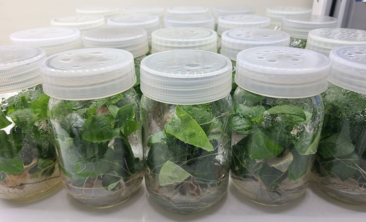 덩굴모밀 배양묘