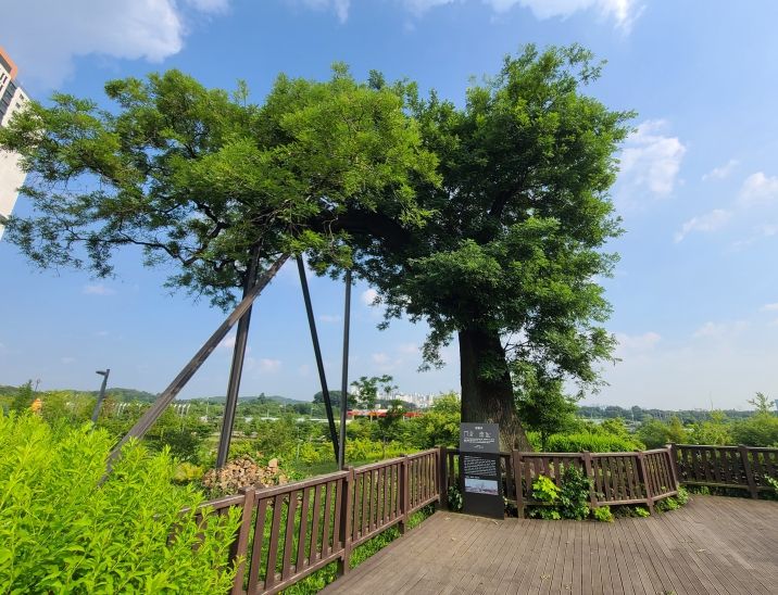 500년 된 보호수(회화나무) 생육환경 개선