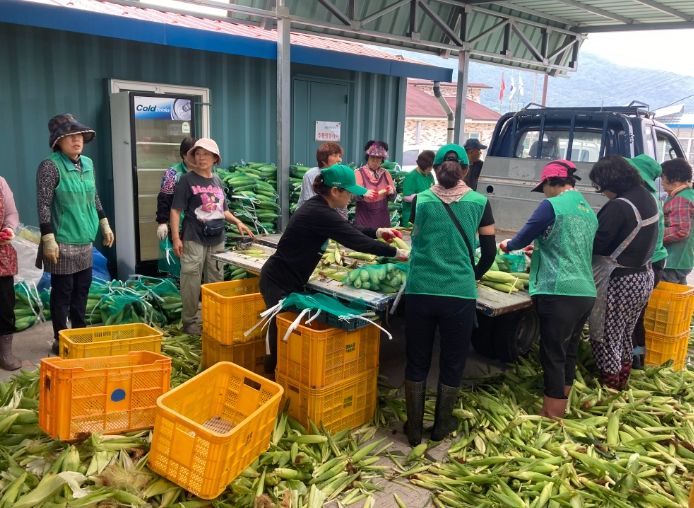 영동군 추풍령면 새마을협의회, ‘옥수수 수확’통해 이웃사랑 실천
